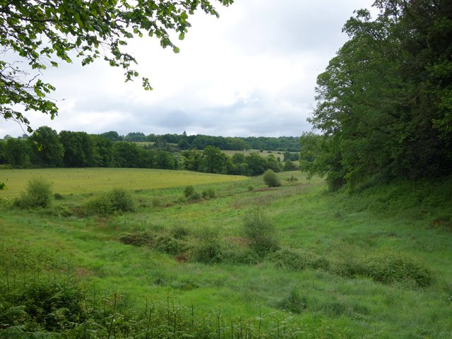 On peut voir des chevreuils en marchant tôt et en silence