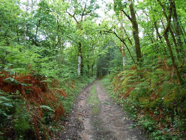 Le chemin vers Dournand dans les châtaigneraies