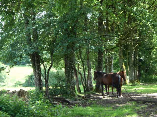 Les chevaux à l'ombre près des Rivailles