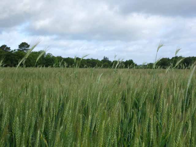 Il n'y a pas que des bois et des prairies