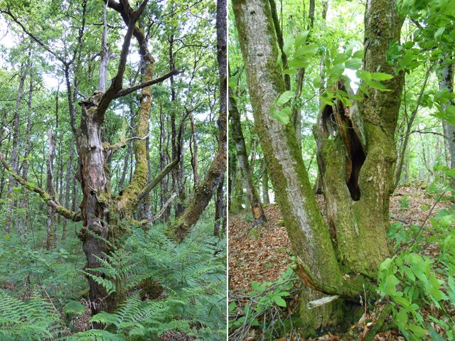 Les châtaigniers en bonne santé sont rares