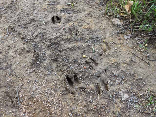 Passages de chevreuils trahis par la boue