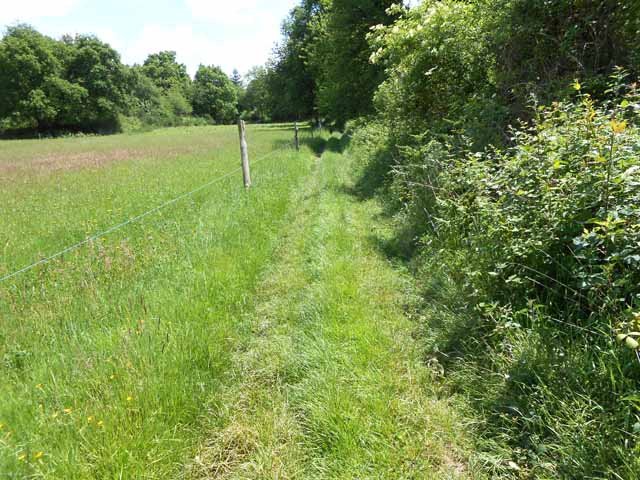 Même les chemins sont recouverts d'herbe