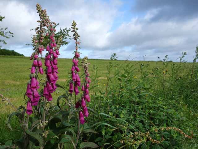 Le mois de mai est le plus agréable pour voir des fleurs partout. Digitales