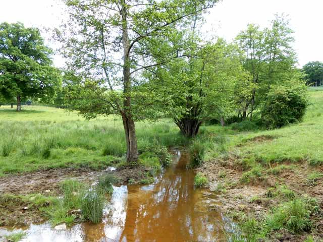 Les vaches ont abîmé les berges du ruisseau