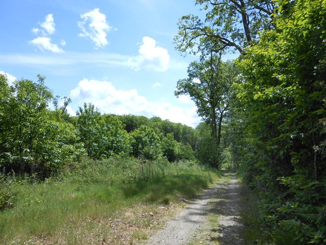 Le chemin se dirigeant vers la forêt de Cognac la Forêt