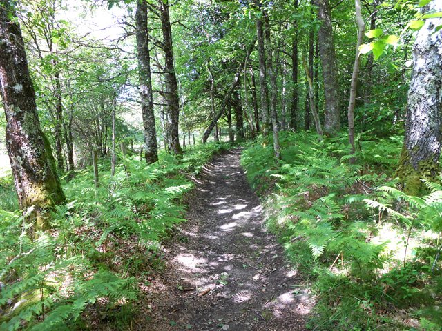 Nouveau chemin étroit ombragé