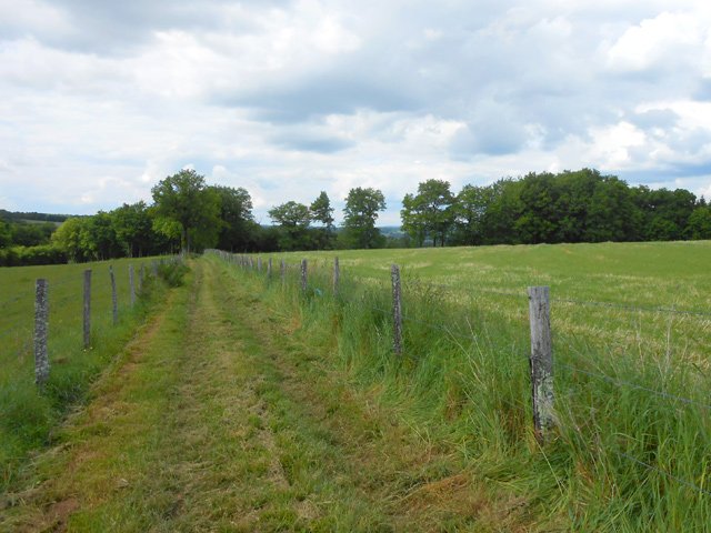 Chemins herbeux dans les champs