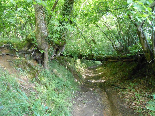 Chemin creux un peu boueux