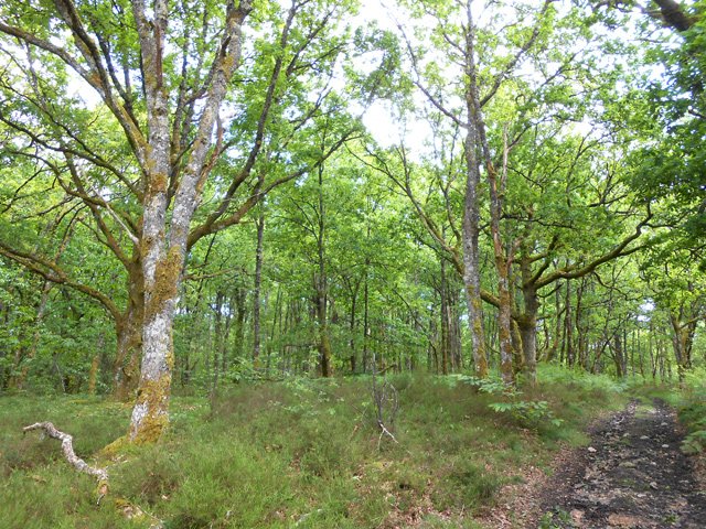 Bois de chênes au sol couvert de bruyères