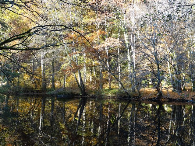 Sans les feuilles, le regard port plus loin en sous-bois