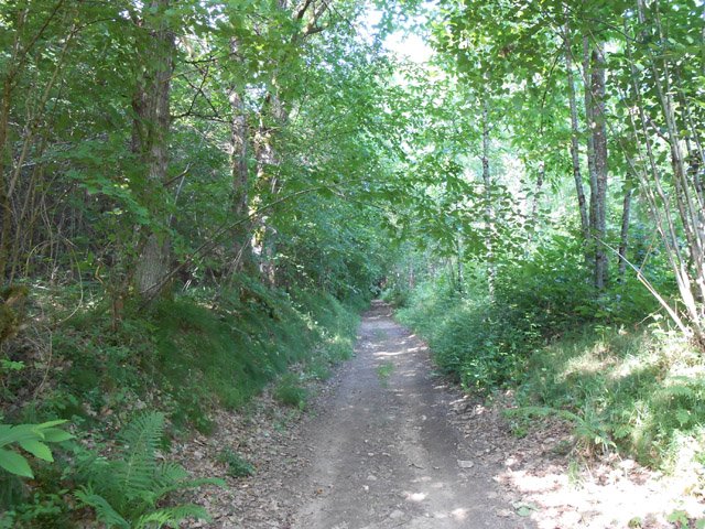 Le chemin à l'ombre des chênes ou des châtaigniers après les étangs de Bosredon