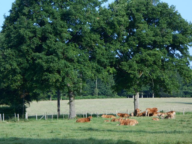 ... sans ses chênes et ses vaches ?