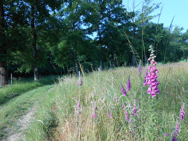 Fin de la piste dans les digitales