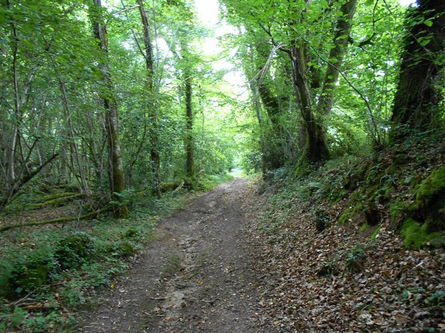 Chemins sous les hêtres en pente très faible