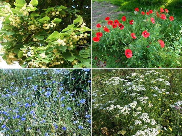 Effectuée au printemps, on est certain de rencontrer des fleurs partout