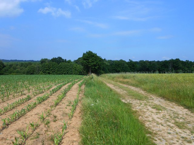 Remontée vers le Bos Lagarde dans les champs