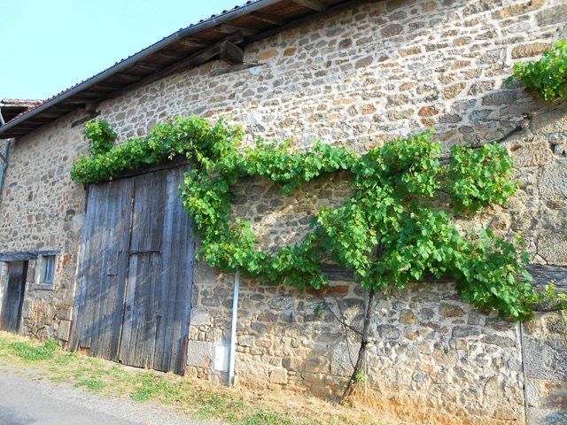 Ferme habituelle de la région avec sa treille de vigne