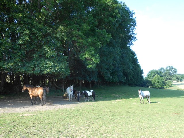 Les chevaux cherchent l'ombre sous les grand chênes