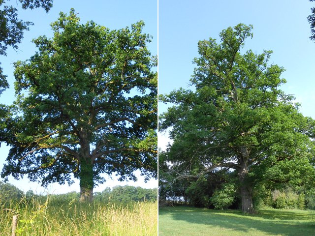 Deux des chênes remarquables de la boucle dont celui de la Roche