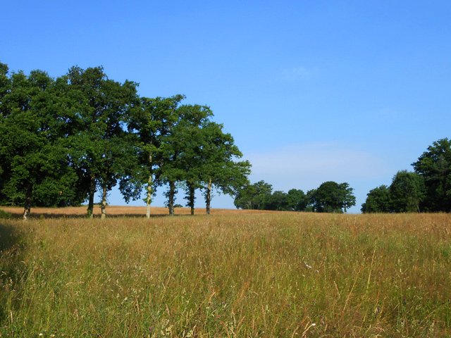 Vastes prairies destinées à la récolte du foin