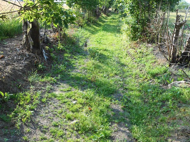 Un lièvre fonce à toute allure en direction du randonneur