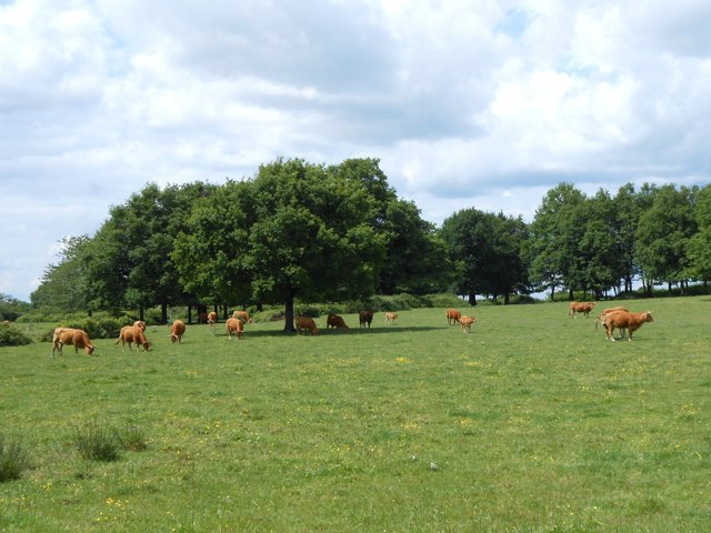 On ne compte plus les troupeaux durant la boucle