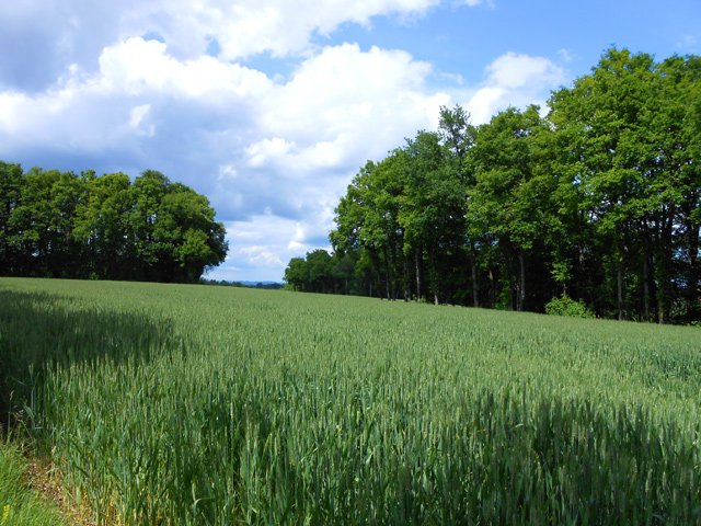 Un champ de blé fin mai, encore vert