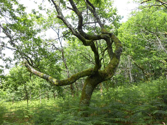 Un chêne biscornu dans les fougères