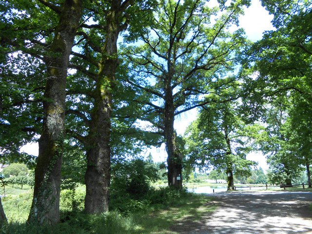 Les grands chênes entourant l'étang de Cognac la Forêt