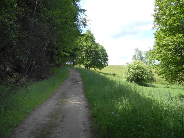Agréable chemin ombragé en bordure de prairies