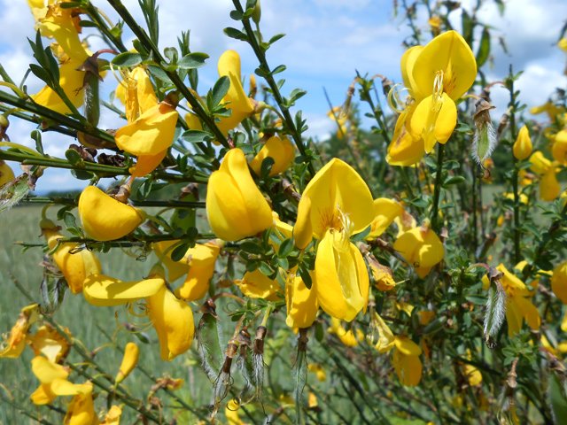 Le genêt est une plante adorant la région
