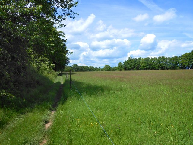 Chemin herbeux en bordure de pâturage