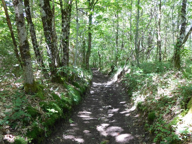 Superbe chemin creux et ombragé