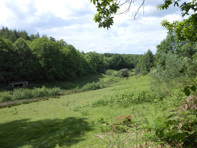 Prairie doucement envahie de fougères et d'aulnes