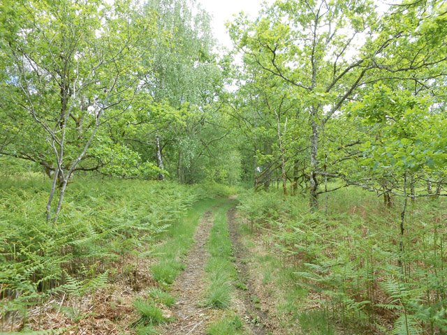 Traversée du Bois de la Cordelle vers les Monts