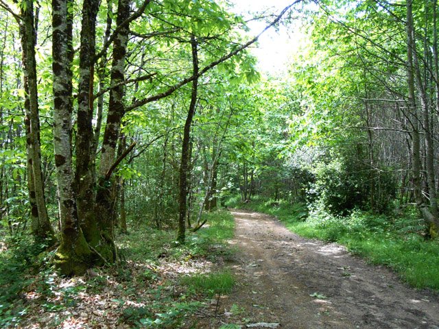 Le premier chemin dans la Forêt de Cognac la Forêt