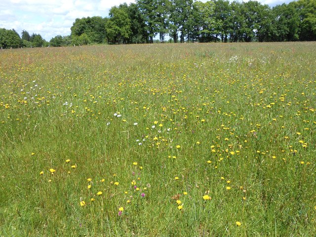 C'est encore mieux avec des fleurs !