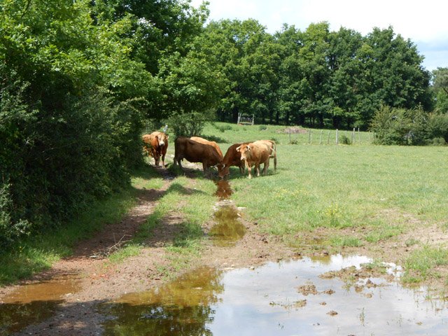 Des vaches limousines : rien d'anormal dans cette région