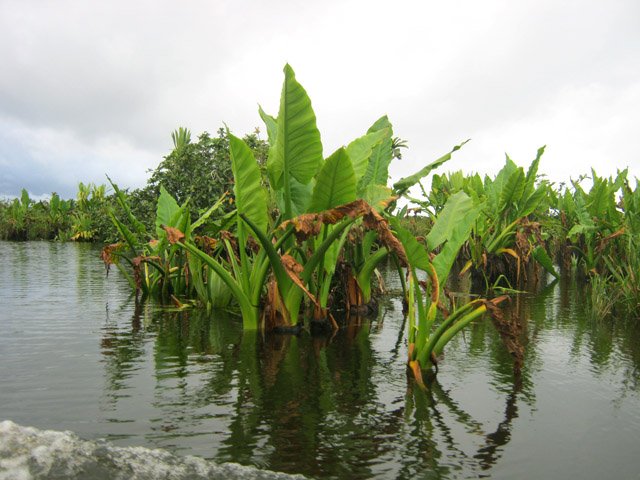 Toutes sortes de plantes aquatiques durant la longue traversée