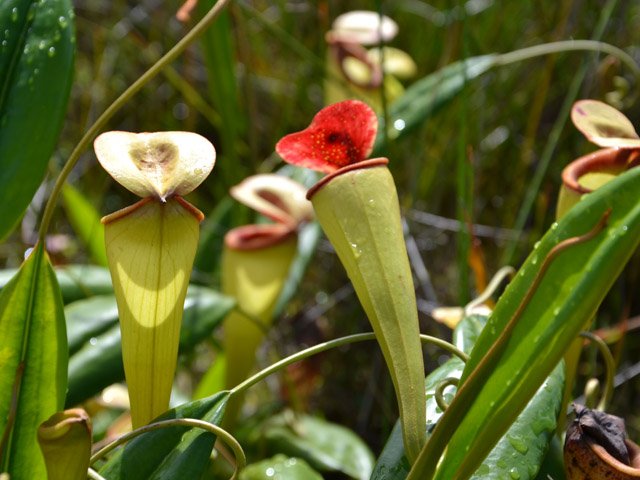 Ces plantes carnivores ont de très belles couleurs