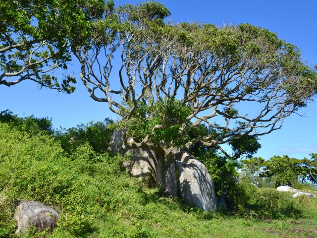 Les grands arbres procurent peu d'ombre