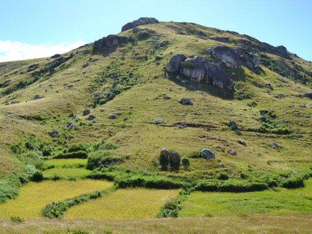On cultive plutôt le riz, indispensable avec le poisson