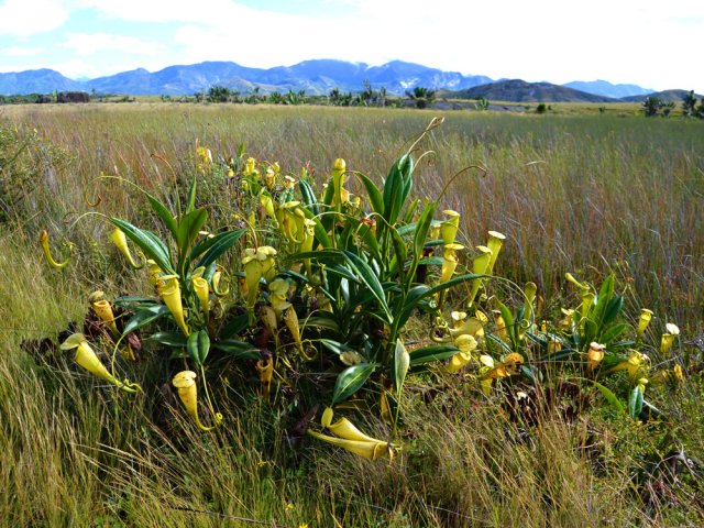 La région est envahie de népenthès, après l'écluse