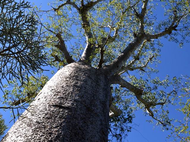 Une des sept espèces de baobabs de la Grande Île