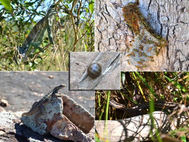 D'autres bestioles plus ou moins dangereuses