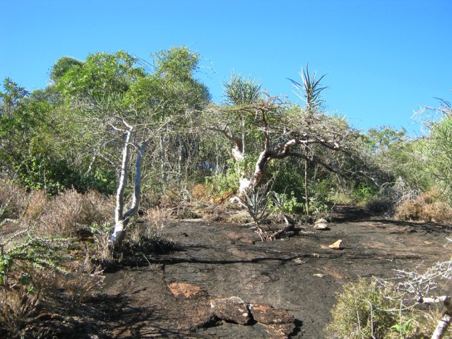 Dernier coup d’œil à la végétation avant de terminer la boucle