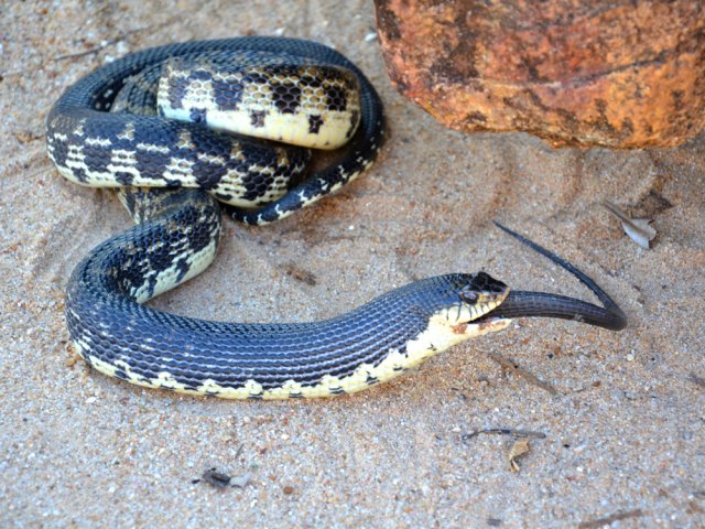 Nombreuses rencontre identiques le long de la boucle. Un congénère pour le goûter !