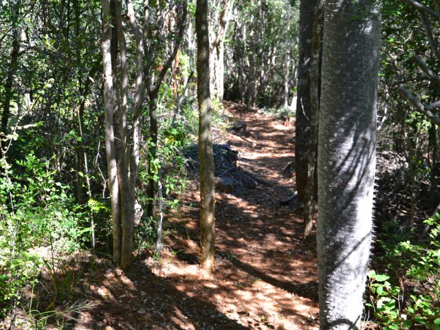 Une idée d'un sentier en sous-bois