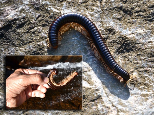 Des iules de plus de 15 cm de longueur